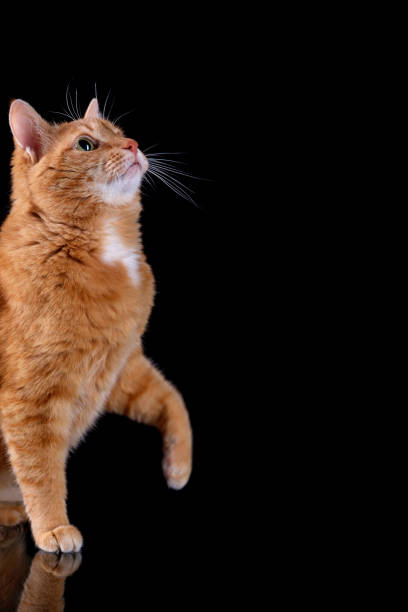 istock Ginger cat sitting on black surface with reflection and looking up isolated on black background. 1297212180