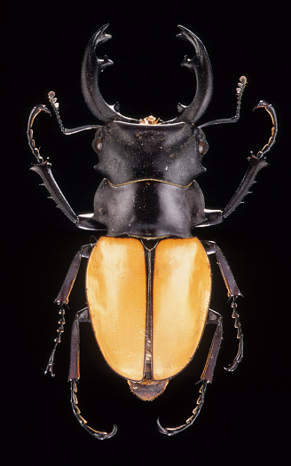 Beetle on black background