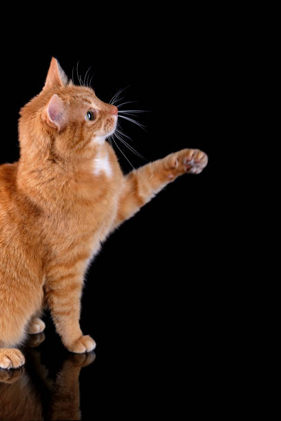 istock Ginger cat sitting on black surface  with reflection and playing with something to her right isolated on black background. 1297213149