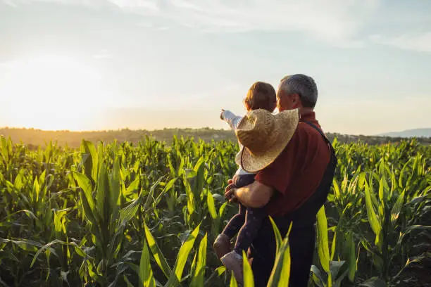Photo of Happy family in corn field. Family standing in corn field an looking at sun rise