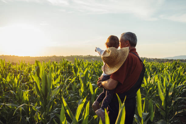 lycklig familj i majsfält. familj som står i majsfält och tittar på soluppgång - farm bildbanksfoton och bilder