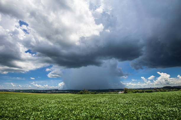 rain and storm in the soy plantation