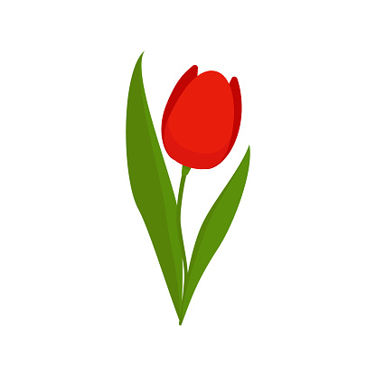 Red tulip on a green stem with leaves isolated on a white background. Template for greeting cards, banners for Valentine's Day, March 8, Birthday, wedding. Vector illustration. Cartoon style