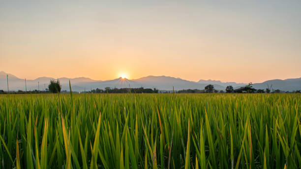 istock Beautiful green rice field and sky background at sunset time. 1297215834