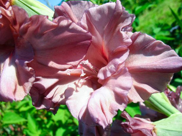 gladiolo fiore - gladiolus single flower stem isolated foto e immagini stock