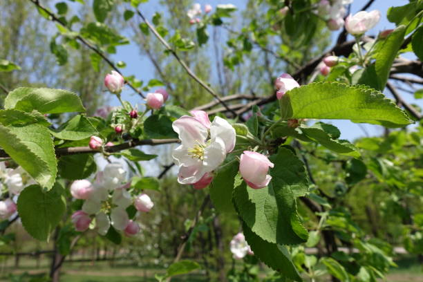 istock Recently opened flowers and buds of apple tree in April 1297220870