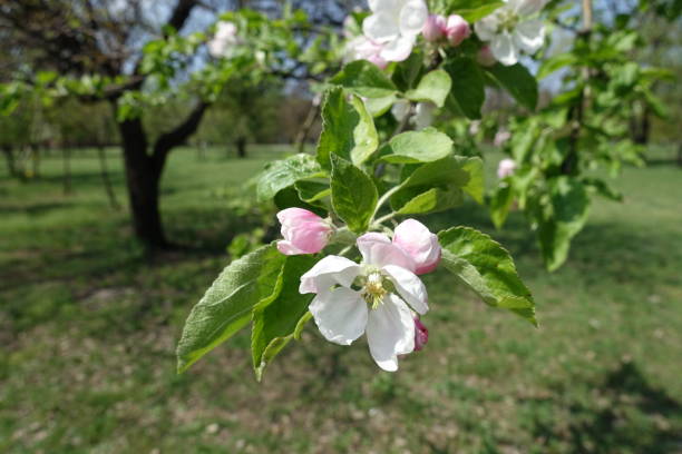 istock Single white flowers and pink buds of apple tree in April 1297220929