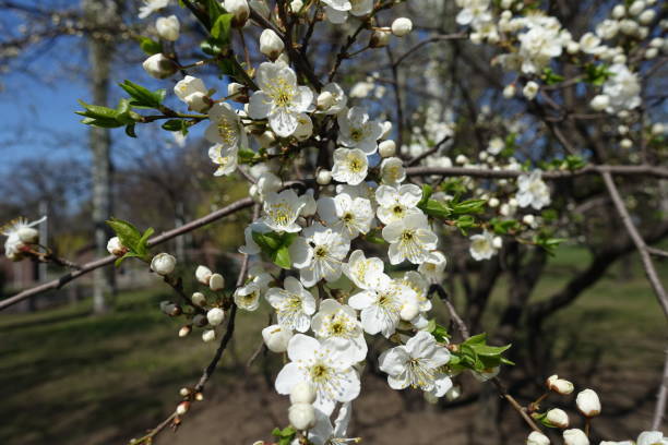 istock Florescence of plum tree in early spring 1297221270