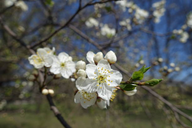 Five petaled white flower of plum in April