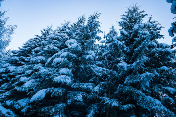 Tall dense old spruce trees grow on a snowy slope in the mountains on a cloudy winter foggy day. The concept of the beauty of the winter forest and protected areas
