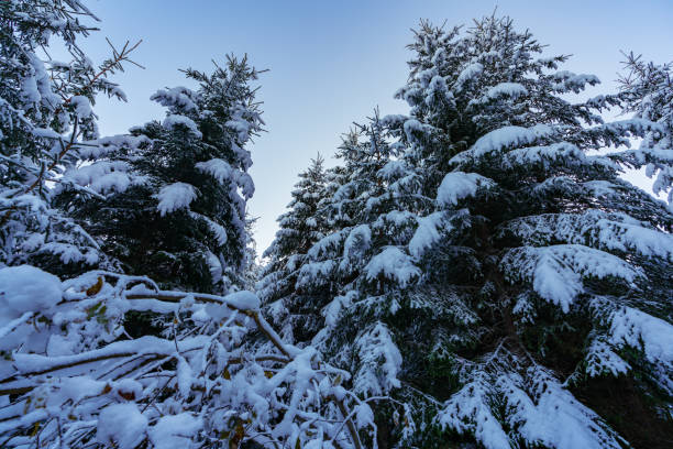 Tall dense old spruce trees grow on a snowy slope in the mountains on a cloudy winter foggy day. The concept of the beauty of the winter forest and protected areas