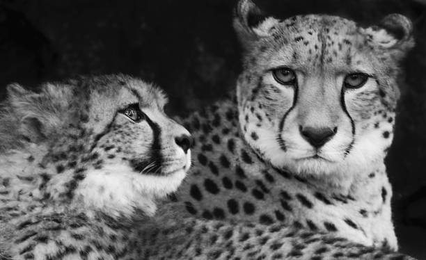 istock Portrait of a cheetah 1297222938