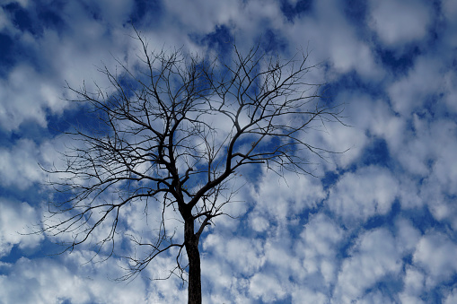 Dry tree In winter On the background of Sky and clouds
