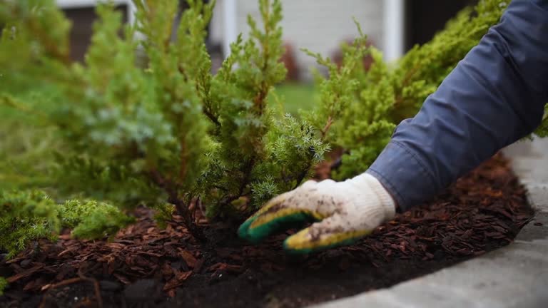 Gardener mulching with pine bark juniper plants in the yard. Seasonal works in the garden. Landscape design. Landscaping.