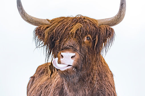 Portrait of a Scottish Highland cattle in the snow during winter. The Scottish Highlanders are used in the nature conservation of the Veluwe to ensure that heather areas do not grow densely.