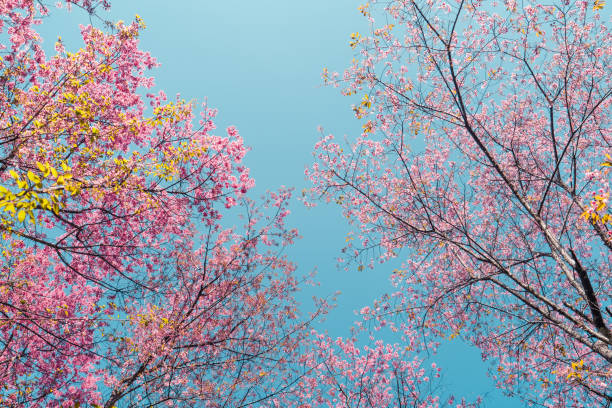 istock The spring flowers of a cherry blossom tree in forest 1297224845
