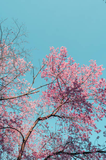 istock The spring flowers of a cherry blossom tree in forest 1297224934