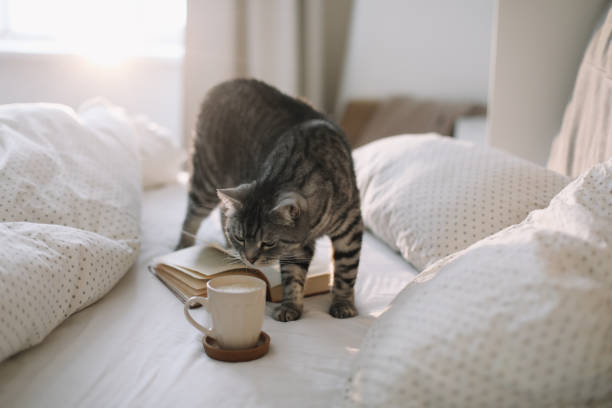 istock cute scottish straight grey tabby cat lying on bed and sleeping in soft morning light. 1297225979