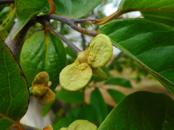 istock araticum flower - annona 1297227023