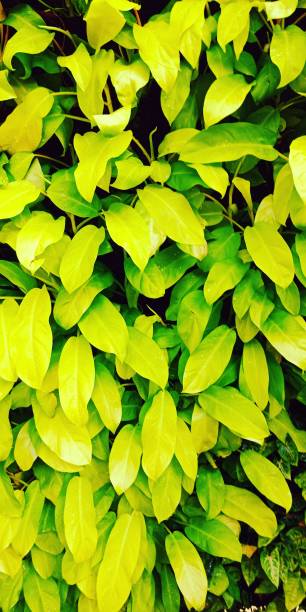 istock Beautiful green leaf in the garden 1297227203