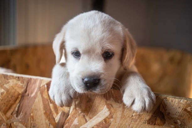 istock Newborn puppies at home 1297228605
