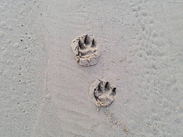 pies łapa drukuje na plaży - dog paw print beach footprint zdjęcia i obrazy z banku zdjęć