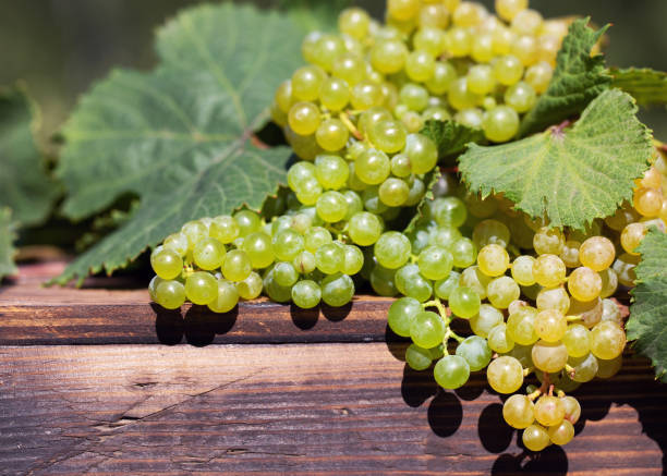 istock Sweet grape harvest on wooden table 1297229057