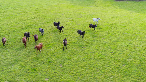 Pasture of hourses. Aerial view.