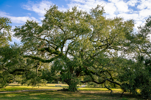 A mighty old oak tree