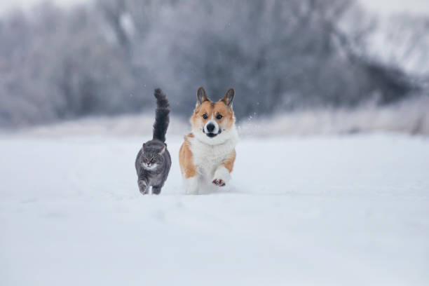 szary kot i corgi pies chodzić razem na białym śniegu w słonecznym ogrodzie zimowym - sunny cheerful close up outdoors zdjęcia i obrazy z banku zdjęć