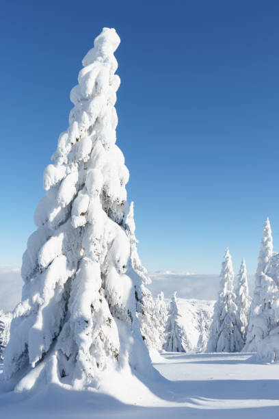 istock Fir trees under the snow. Winter mountain landscape. 1297230985