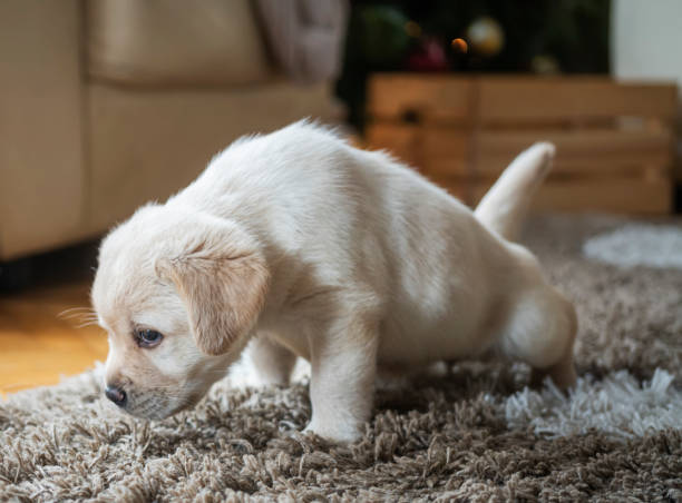 Puppies at home Puppies at home urinating stock pictures, royalty-free photos & images
