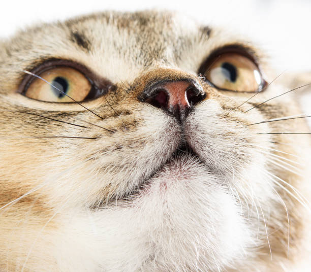 istock kitten nose british chinchilla with straight ears 1297231697