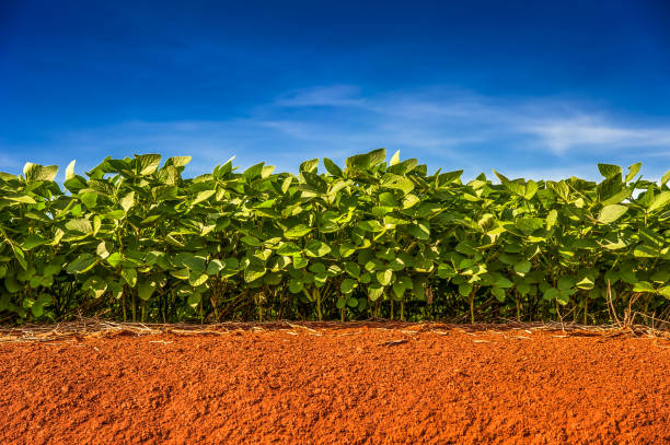 piantagione di soia - agriculture farm growth leaf foto e immagini stock
