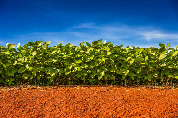 plantação de soja - colher atividade agrícola - fotografias e filmes do acervo