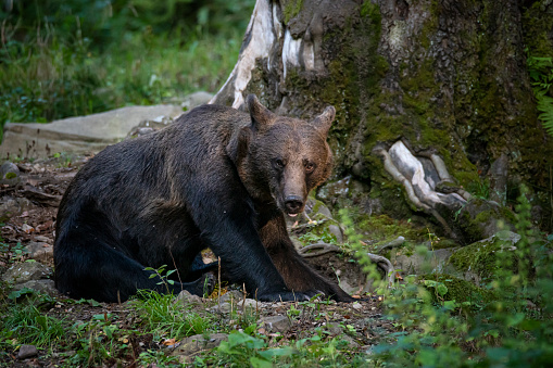 A Black Bear takes a nap.