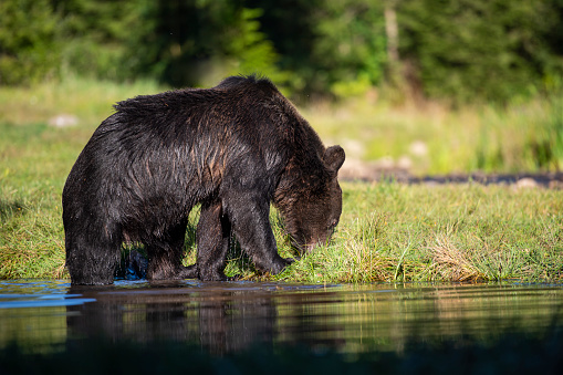 Eurasian Brown Bear (ursus arctos arctos) at a small pond. \n\nLocation: Hargita Mountains, Carpathians, Transylvania, Romania.