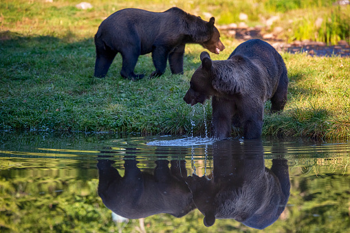 Two Eurasian Brown Bears (ursus arctos arctos), at a small pond. \n\nLocation: Hargita Mountains, Carpathians, Transylvania, Romania.