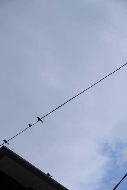 istock Birds are on electrical wires. 1297235047