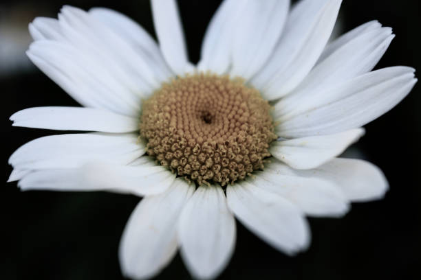 istock Close-up of a Daisy 1297236414