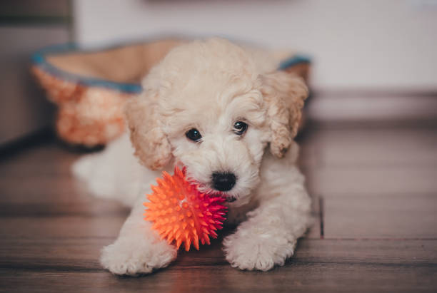 istock Poodel puppy 1297236724