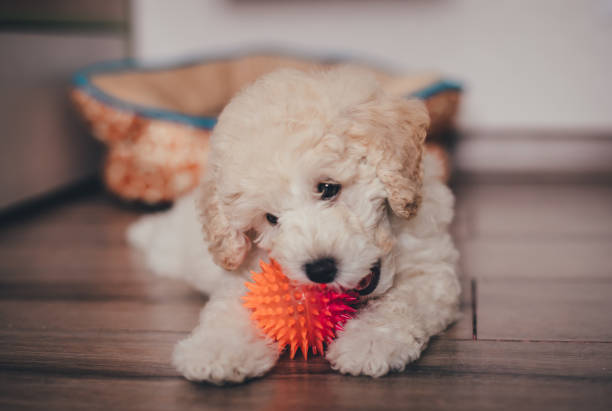 istock Poodel puppy 1297236730