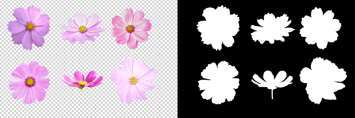 collection cosmos flower on transparent background with clipping path and aplpha channel