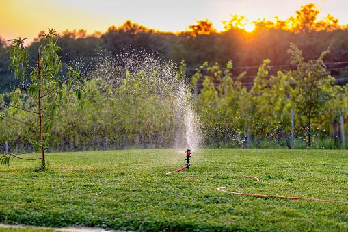 Automatic sprinkler spraying water over green grass