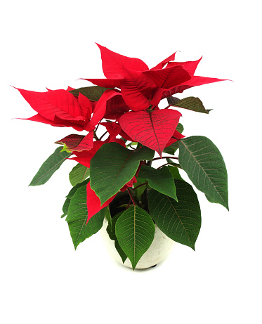 Red Christmas flower Poinsettia in a pot. Isolated on white background.