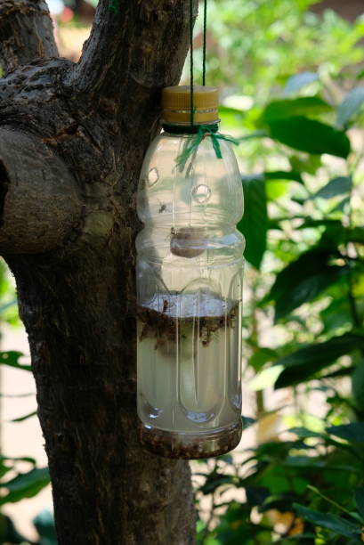 istock Fruit flies trap hanging on a tree in home garden. 1297240704