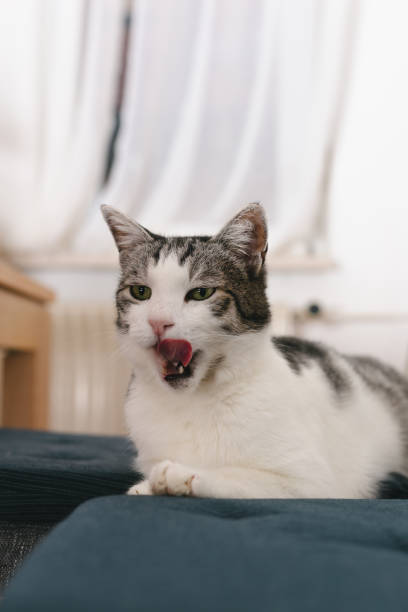 istock Beautiful cat resting on chair 1297241357