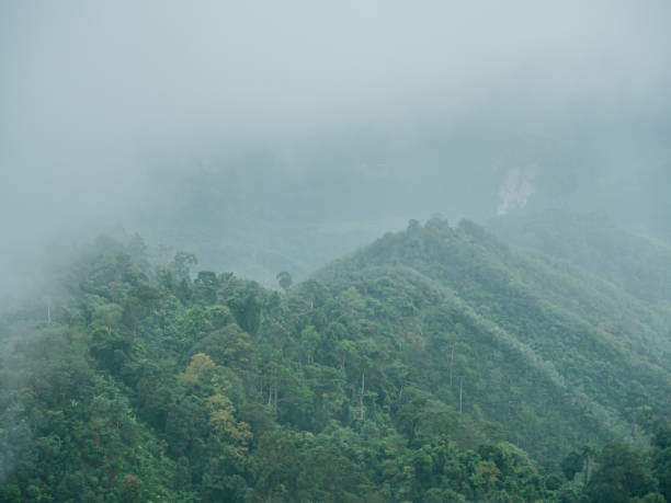 istock Morning fog in dense tropical rainforest. 1297241611