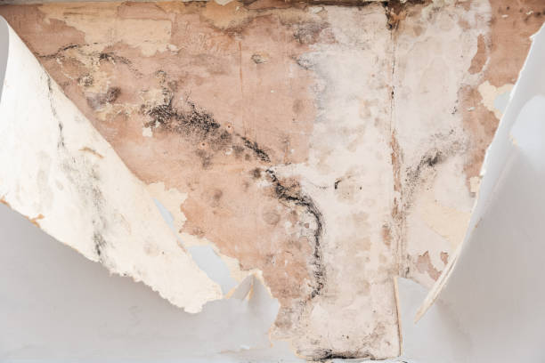 istock Black mould and peeling wallpaper 1297241896