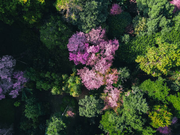 istock Spring forest,Pink blossom trees and green forest From above in the forest 1297241906